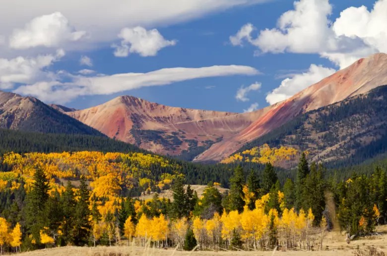 Aspen groves in western forests A mountain scene with green conifers and brilliant yellow aspens in the foreground and barren rusty-red mountains in the background.
