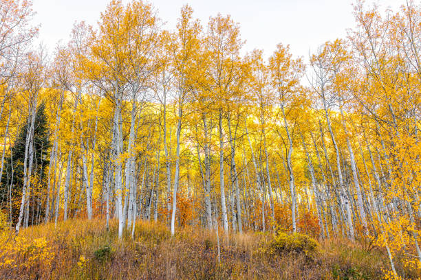 A fire-resistant aspen grove Aspen trees clothed in their yellow fall color.