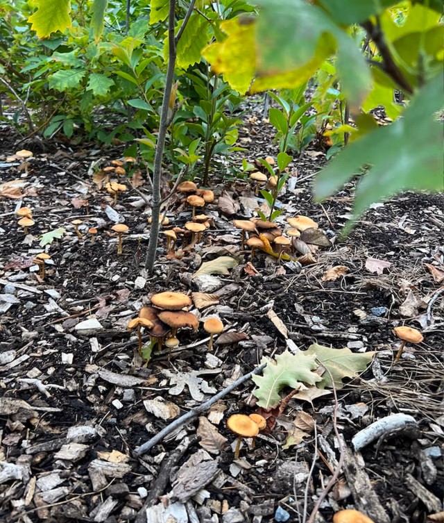 Mushrooms growing up amongst the wood chips and soil. Oak seedlings can be seen just above the mushrooms.