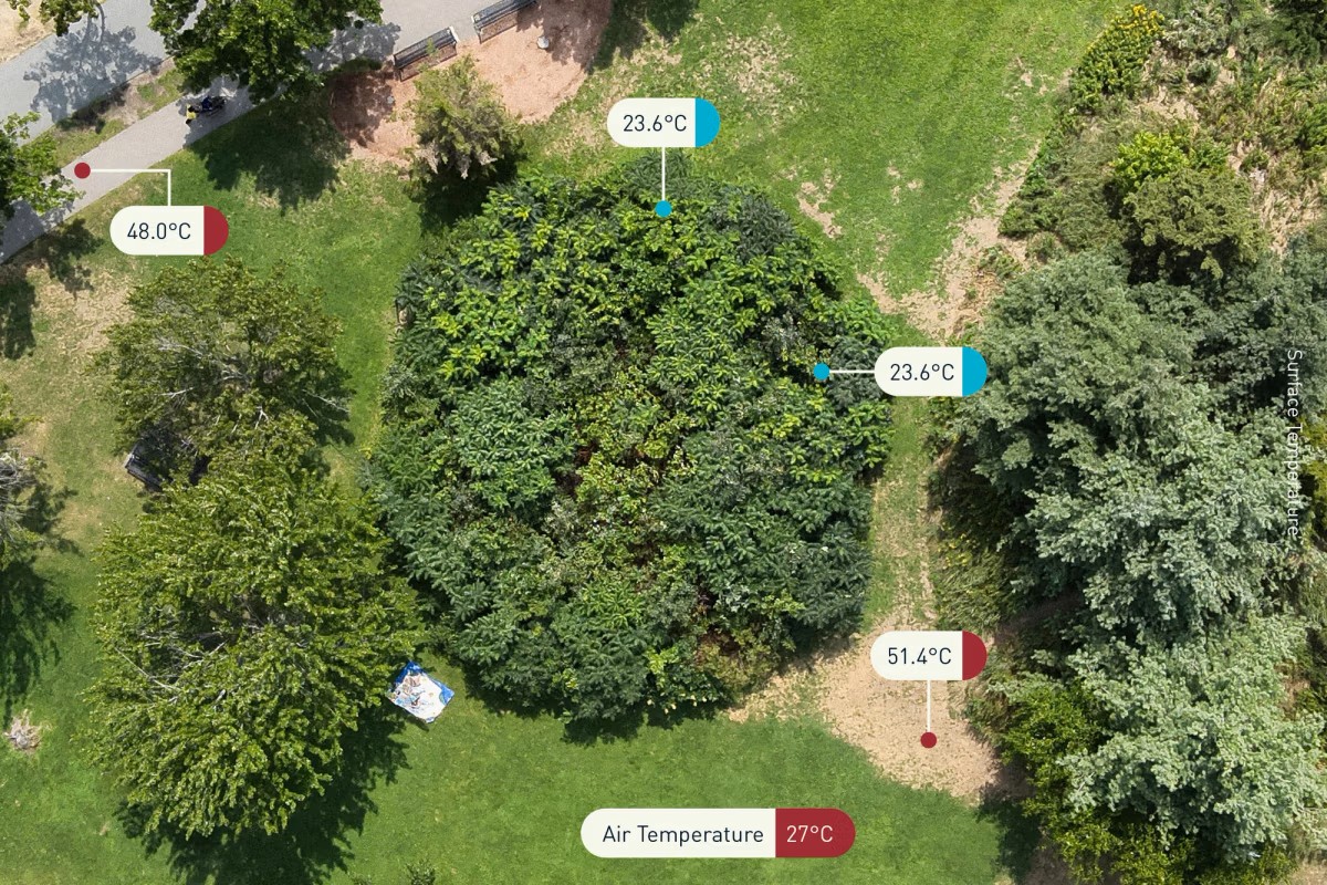 Aerial photo of the 3-year growth Miyawaki mini woods, with a comparison of ground surface temperatures inside and outside the mini woods. 