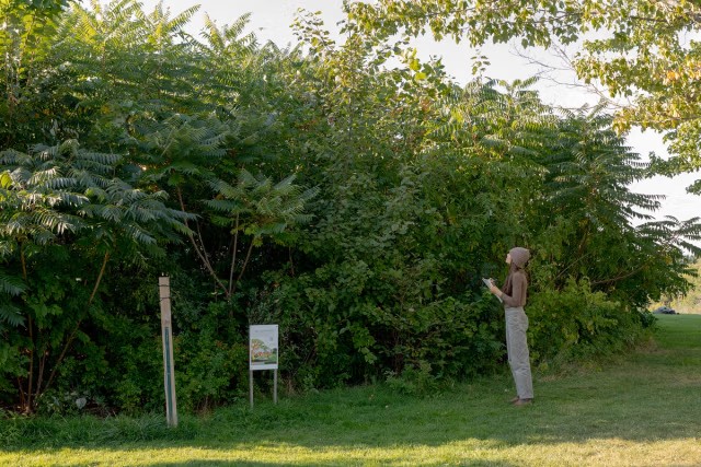A woman recorded growth data at the planting site after 3 years growth. The trees are nine to twelve feet tall.