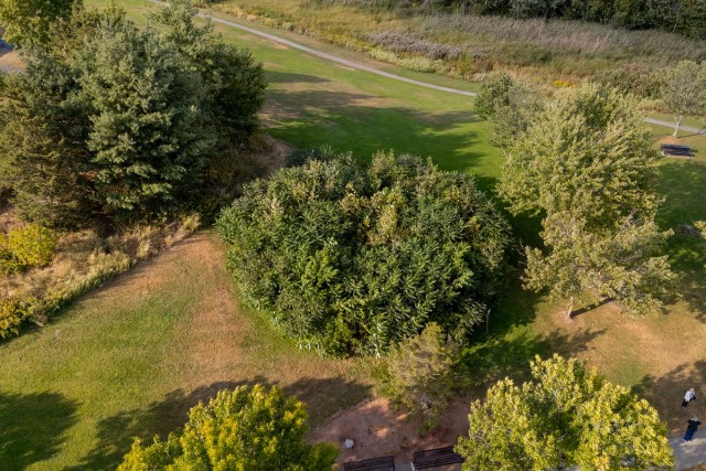An aerial view of the circular planting site in the fall with leaves still on, after three years of growth.