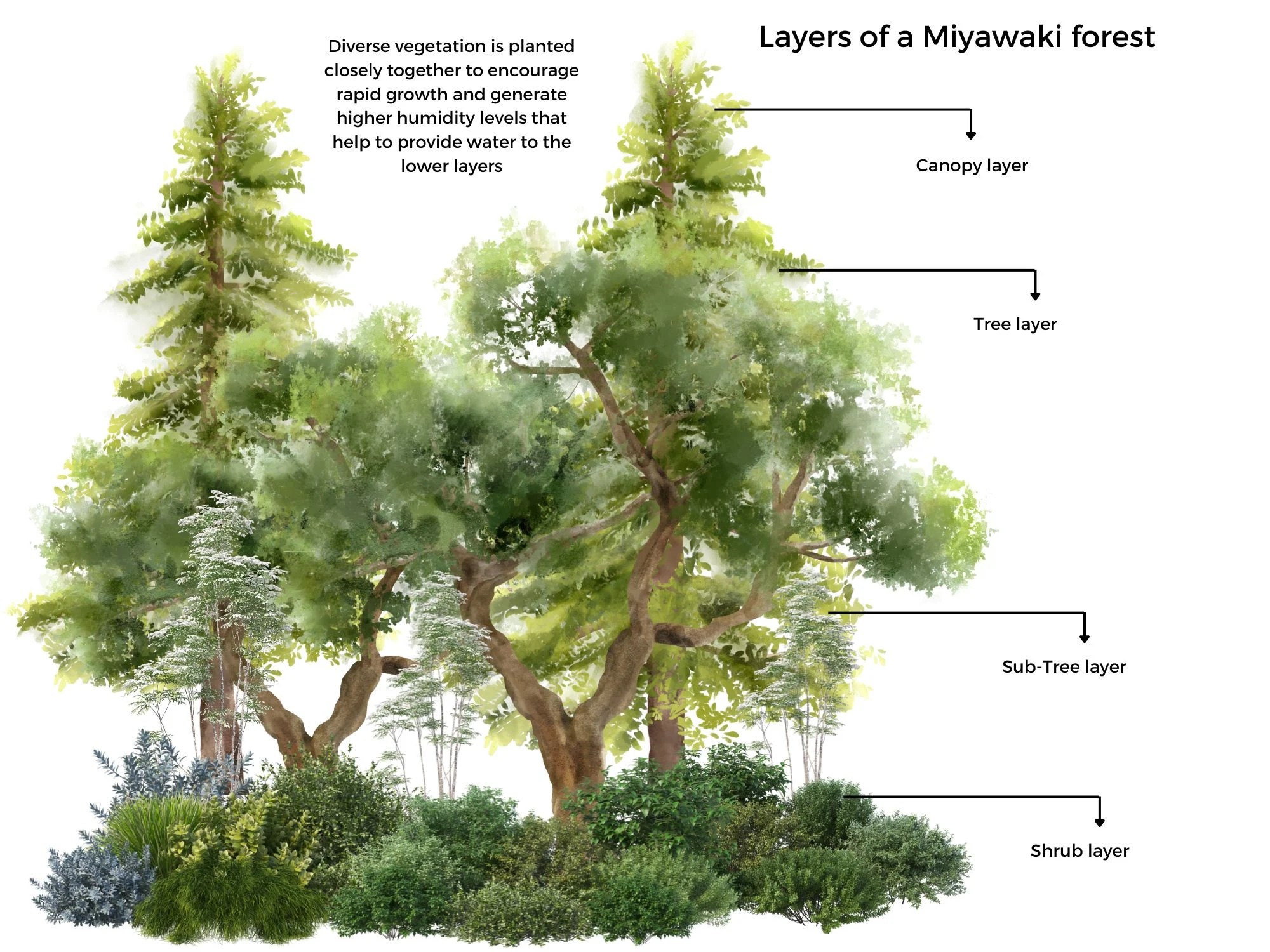 A drawing of a Miyawaki forest showing the 4 different layers: canopy, tree, sub-tree and shrub layer.