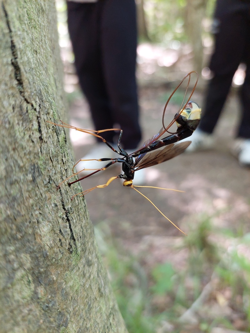 Female black giant ichneumon wasp using her long ovipositor to deposit an egg on a pigeon horntail wasp larva in the tree bark.