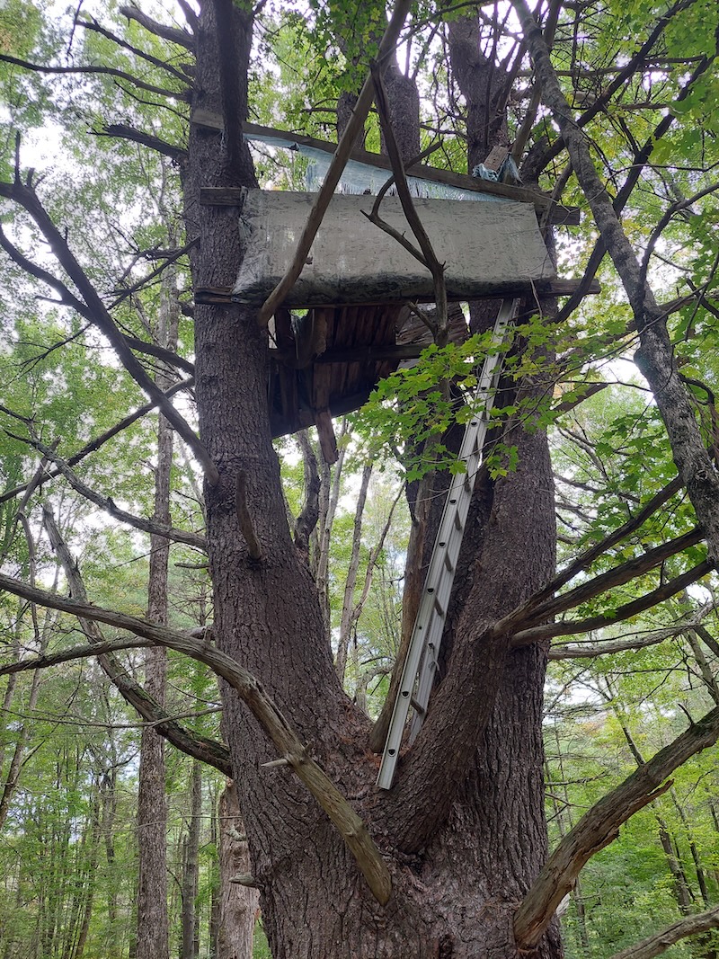 Looking underneath a straight ladder wedged in the crotch of a mature white pine leading to a wooden tree-house structure with tarps for cover that is used as a deer stand.