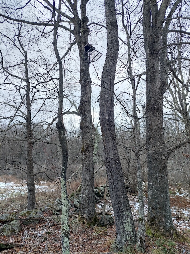 A hang-on treestand set high in a sugar maple along multiple transitions, including field, open woods, and thick cover riparian zone.
