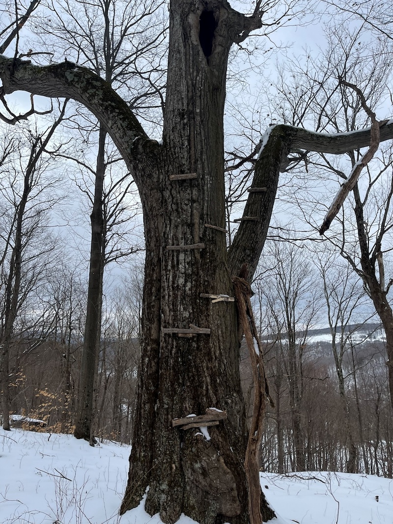 Precarious steps to a tree stand. 