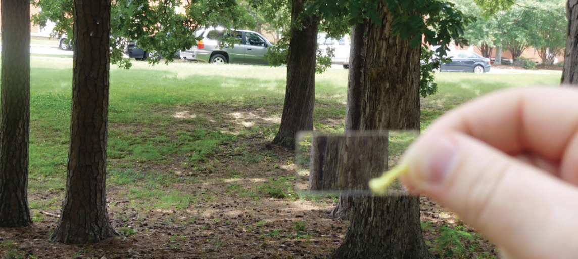 Using a prism Image showing a prism being used to look at a tree. The tree in the prism is overlapping with the tree outside of the prism.