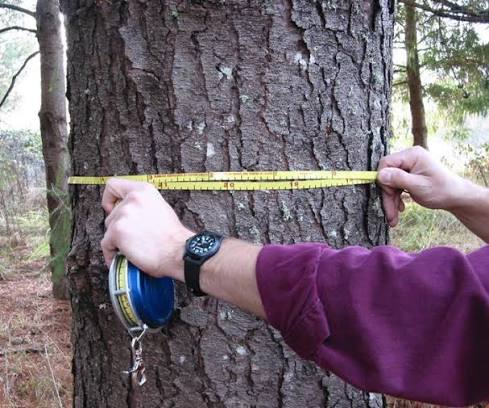 DBH tape Image showing a DBH tape being used to measure the diameter of a tree.