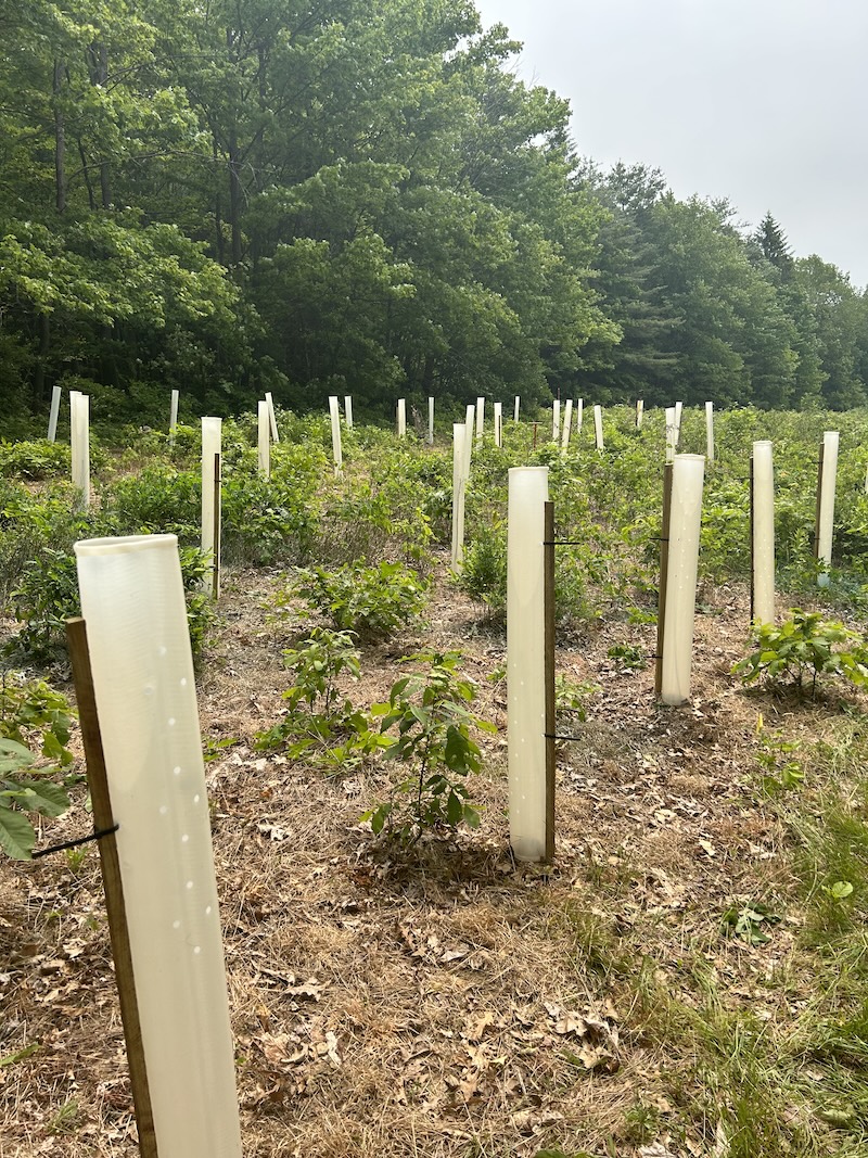 Planted seedlings with tree tubes for deer browse protection Image showing trees planted in a field with white plastic tubes protecting them, held up with wooden stakes.
