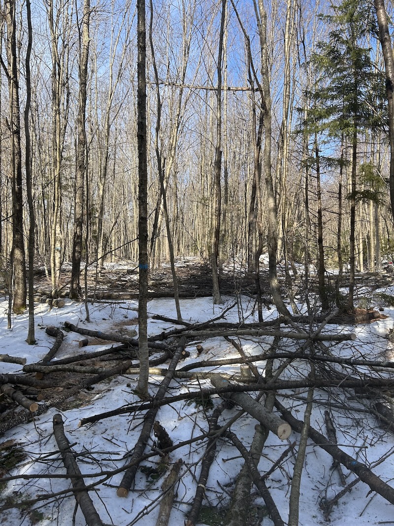 Slash accumulation on a TSI. Image showing the results of a timber stand improvement (TSI). The result is large piles of slash on top of snow.