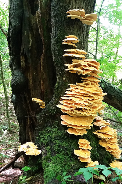 chicken of the woods