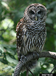 Barred Owl