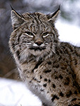 Bobcat