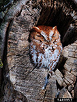 Eastern Screech Owl