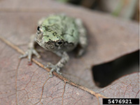 Gray Tree Frog