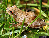 Spring Peeper