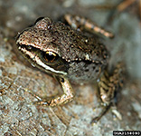 Wood Frog