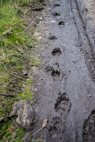 Wildlife Tracking with Daniel Hansche
