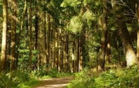 Forest Walk: An Introduction to Forest Stewardship &amp; Conservation
