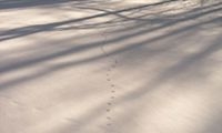 Tracks and Traces in the Snow