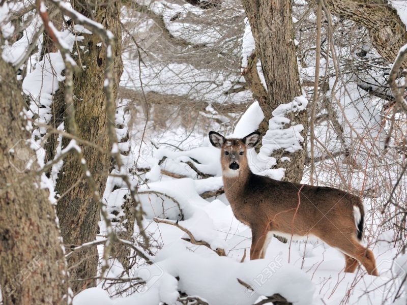 Can Deer Freeze to Death?