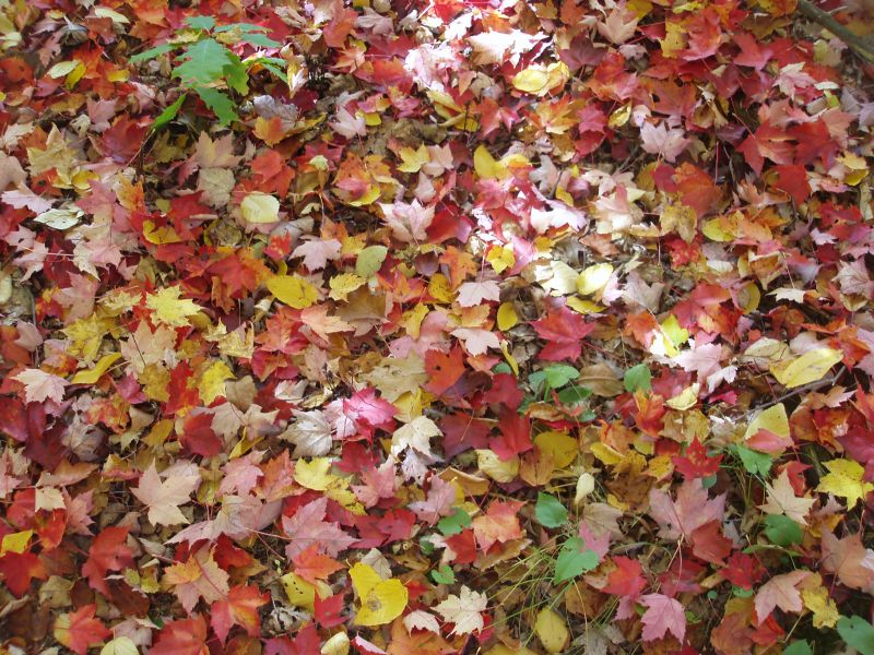 Pesky fall leaves are good?
