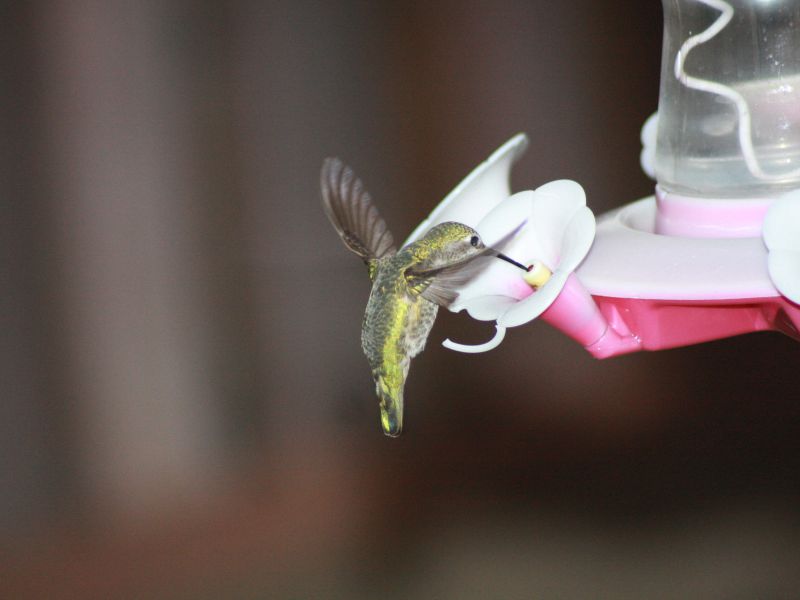 Hang a Hummingbird Feeder