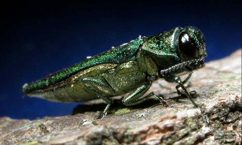 Learn to Identify the Emerald Ash Borer