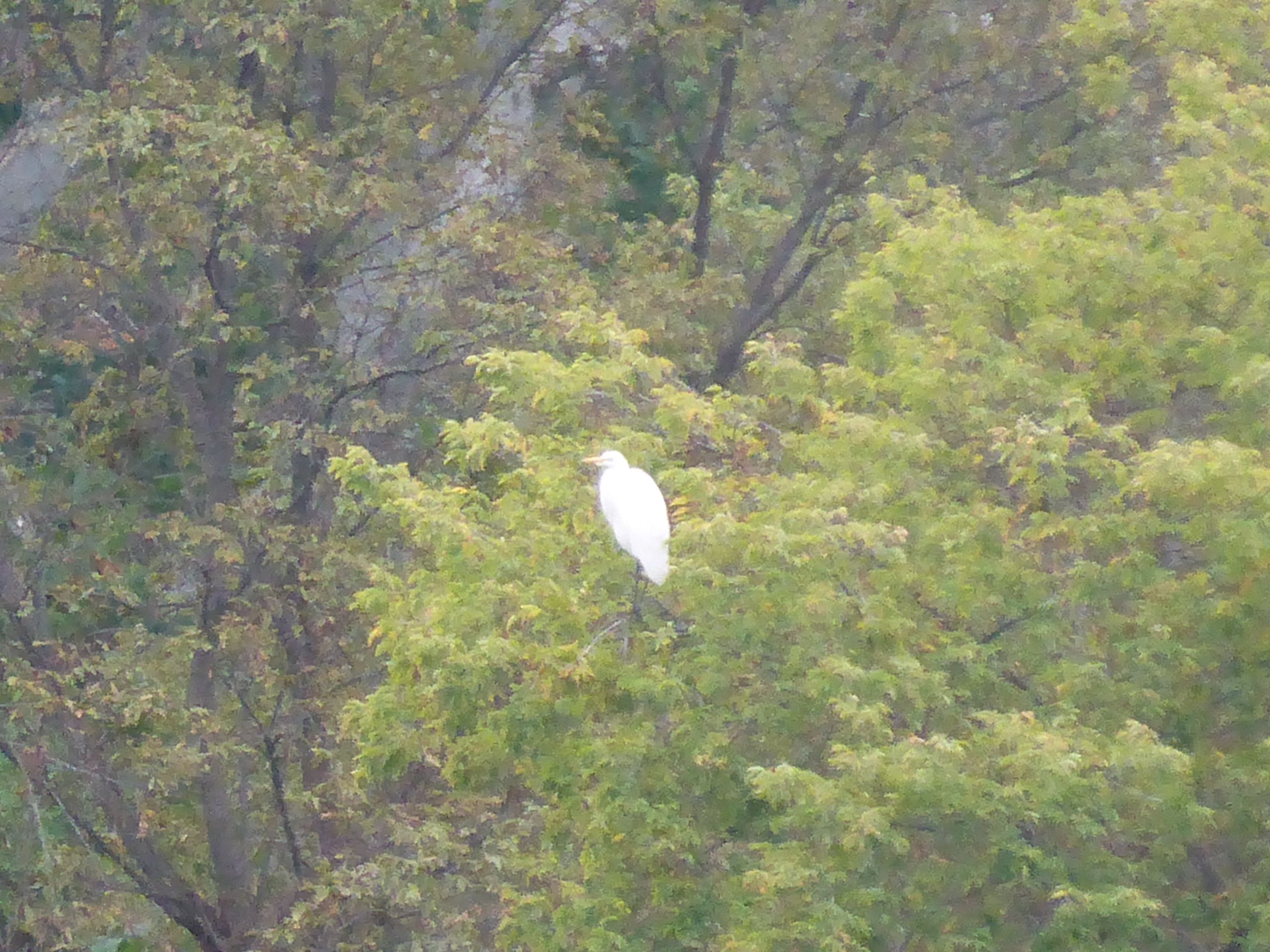 I Spy a Big White Bird in a Tree