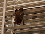 The Bat Story