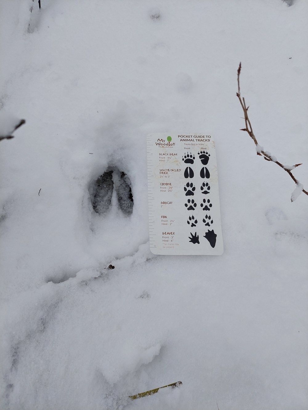 Identifying Wildlife Tracks in the Snow